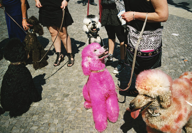 a Man's best friend, Berlin, 2011.jpg