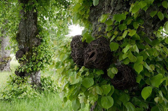Installation from wood and rattan on the trees of the alley in Nääs, Sweden. 2015