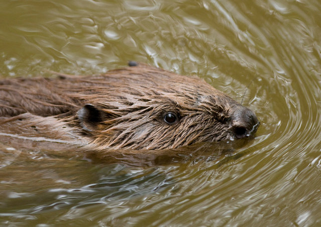 Bugwelle schwimmender Biber.jpg