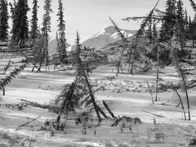 Drunken trees, Alaska 2017