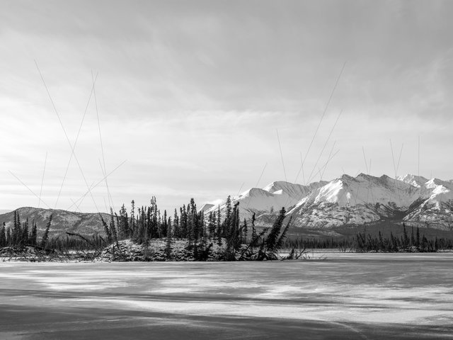 Drunken trees on thermokarst lake, Alaska 2017