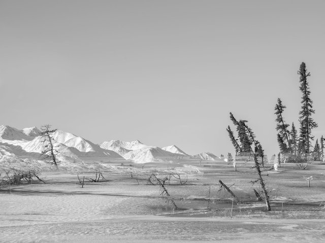 Drunken trees on thermokarst lake, Alaska, 2017