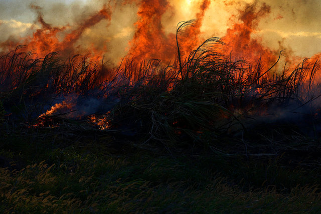 Last sugar cane burn on Maui