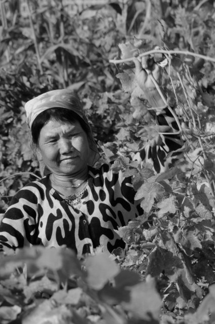 The Uyghurs, Western China