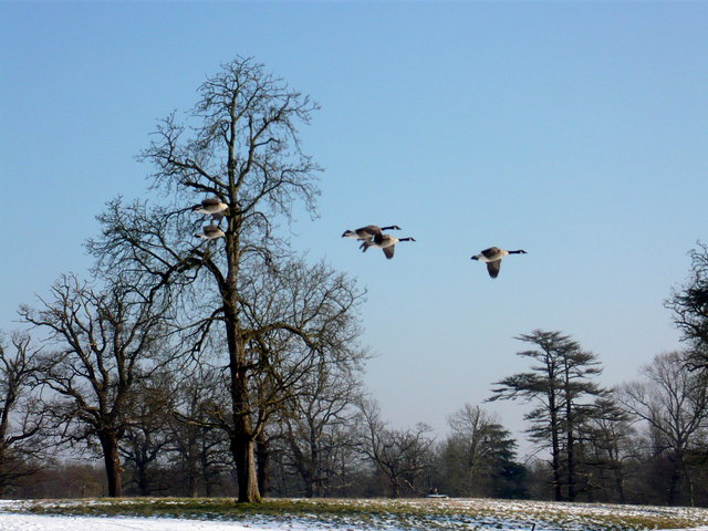 Canada Geese at Brocket Hall (3) VB.JPG