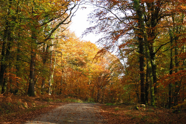 Forêt de Quénécan