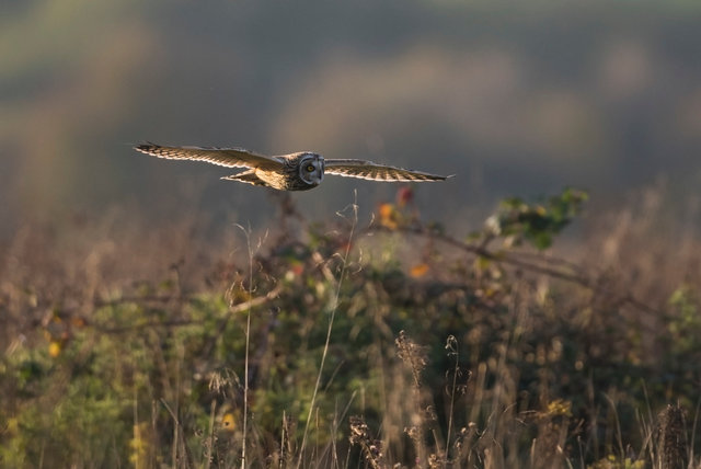 Short-eared Owl