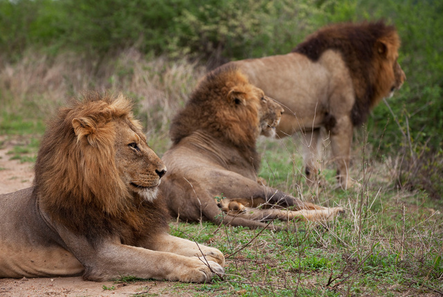 Lions