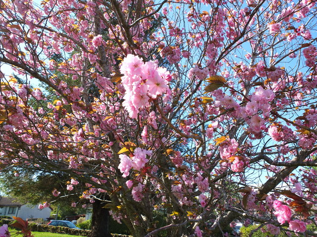 Pink Blossom 8 by Alison Gracie