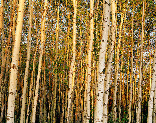 Trembling Aspen. Boreal Forest, Northern Alberta