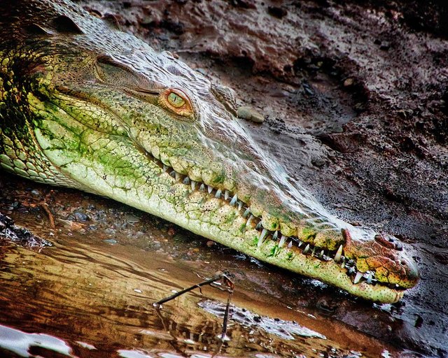 Croc in Costa Rica