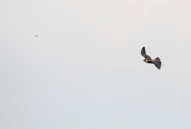 Hobby and dragonfly
