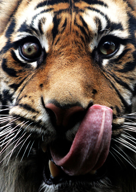 Tiger_Tonguea.jpg