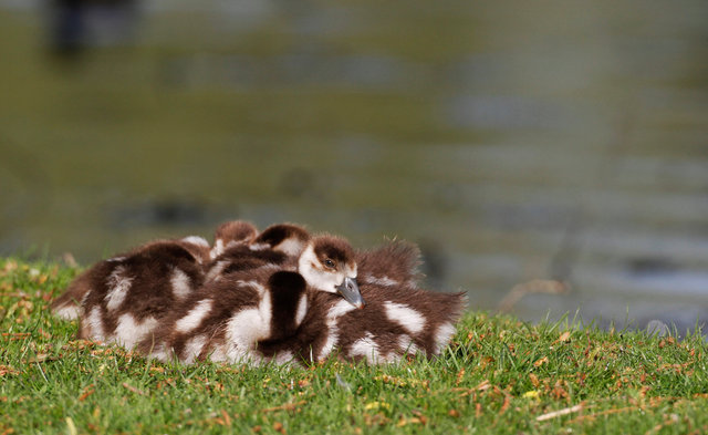 Young Egyptian geese