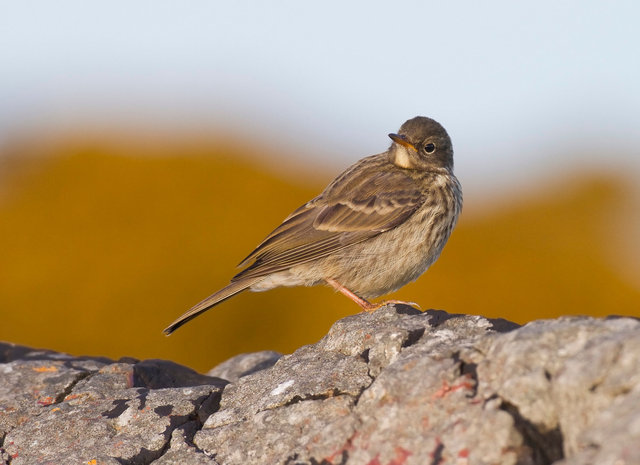 Rock Pipit