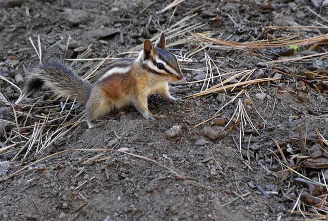 Chipmunks near General Sherman (14) VB.JPG