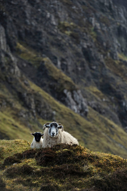 Moutons des Quiraing, île de Skye