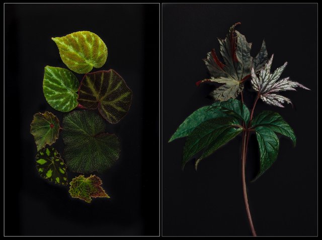 Screen Shot 2017-01-18 at 10.30.20 PM.jpg