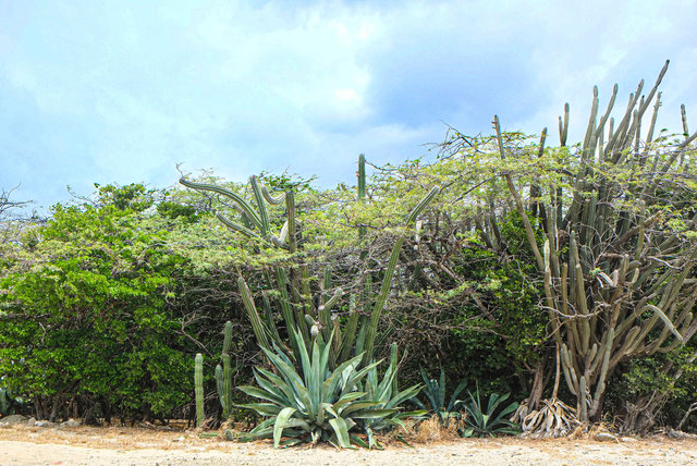 Aruba scapes_9.jpg