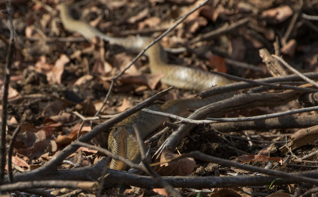 Rat Snake