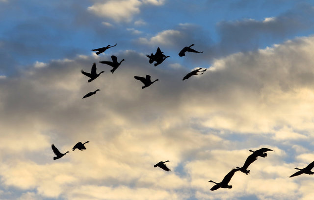 Canada Geese, February, southern Ohio