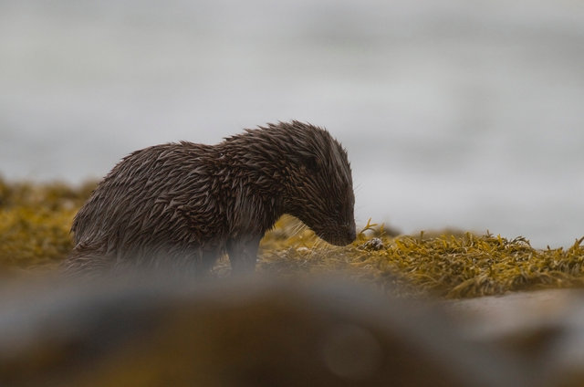Otter cub