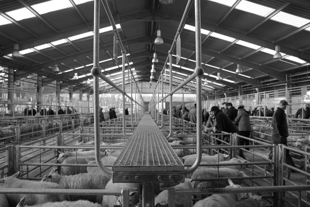 Christmas Fatstock Show and Sale, Monmouthshire Livestock Centre