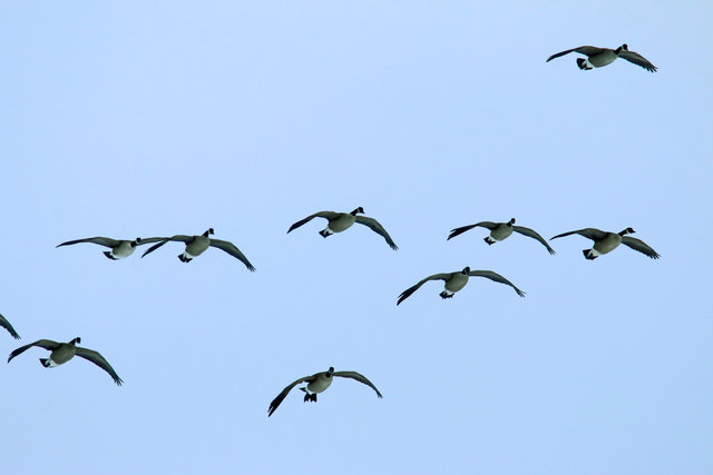 Canada Geese, February, southern Ohio