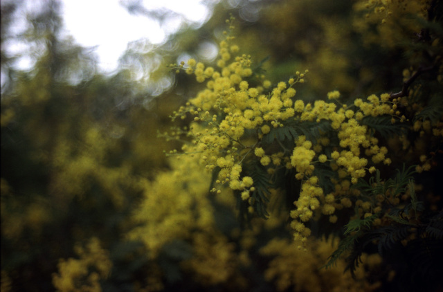 Acacia, San Francisco 2012.jpg