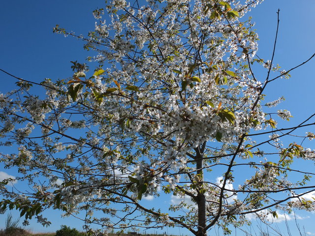 White Blossom 6 by Alison Gracie