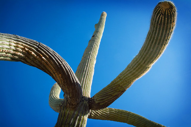 Saguaro II