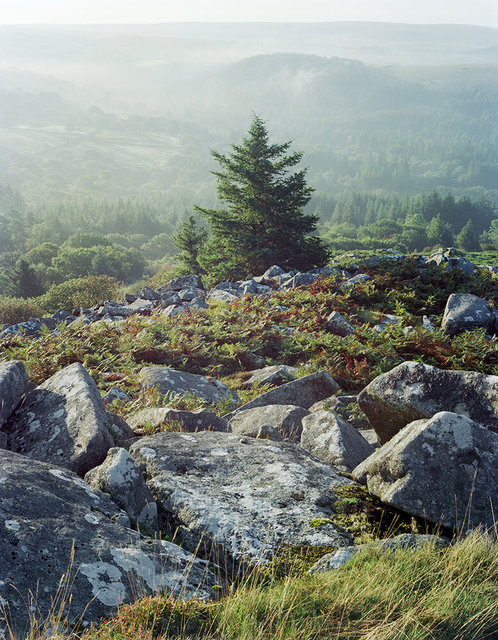 Leather_Tor_Tree_3_270821_Ektar_Epson_1000px.jpg