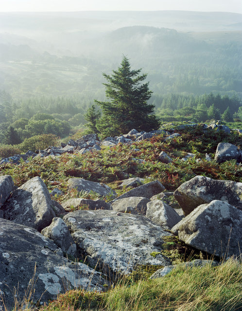 Leather_Tor_Tree_3_270821_Ektar_Epson.jpg