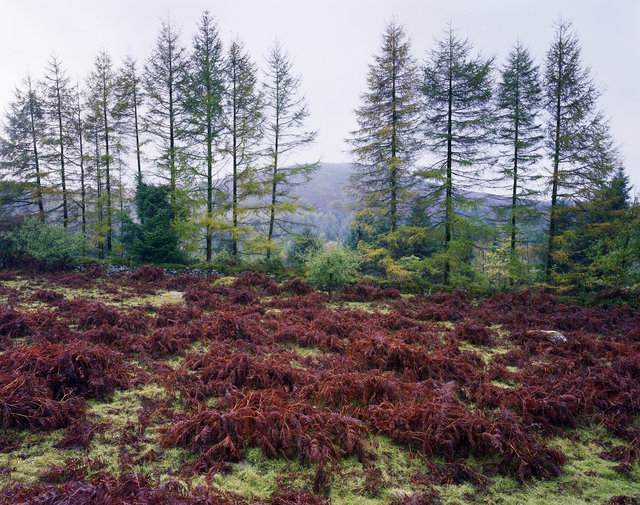 Burrator