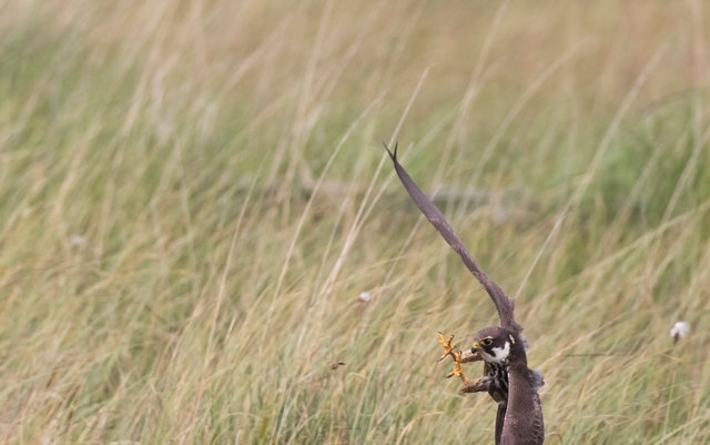 Hobby catching dragonfly