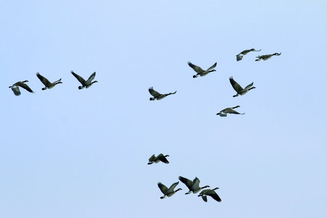 Canada Geese, February, southern Ohio