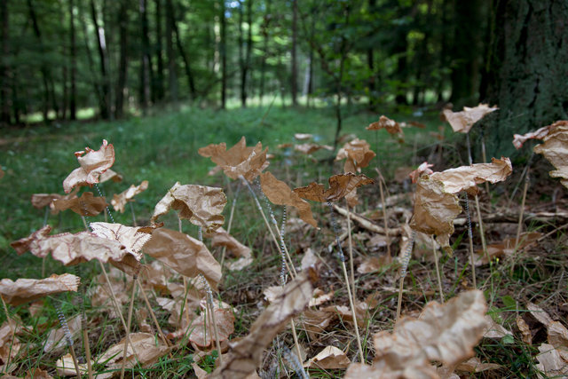 _MG_4548.jpg