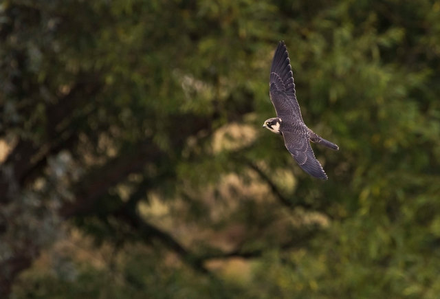 Hobby
