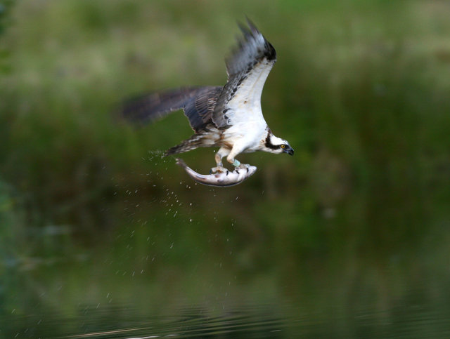 Osprey