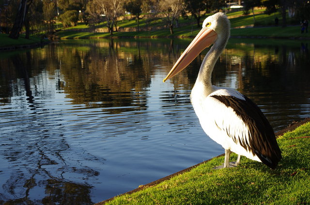 River Torrens, Adelaide (16) VB.JPG