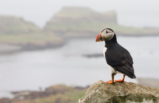 Puffin