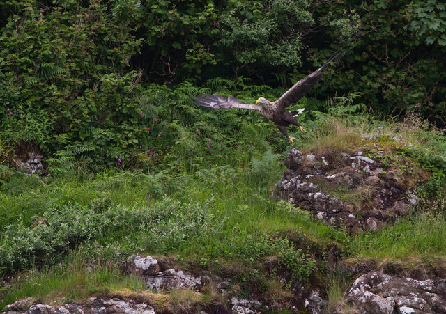 White-tailed Sea Eagle