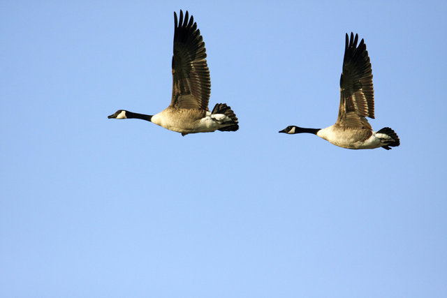 Canada Geese, late winter, Ohio