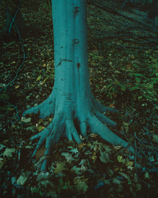 Beech, Gillette, NJ, 2015