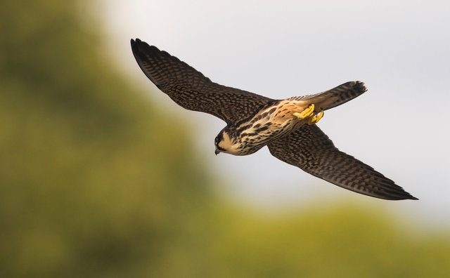 Hobby