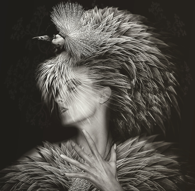  Lee Howell Photography - Beauté Aviaire: Grey Crowned Crane #1