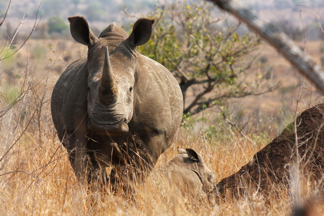 Rhino and calf