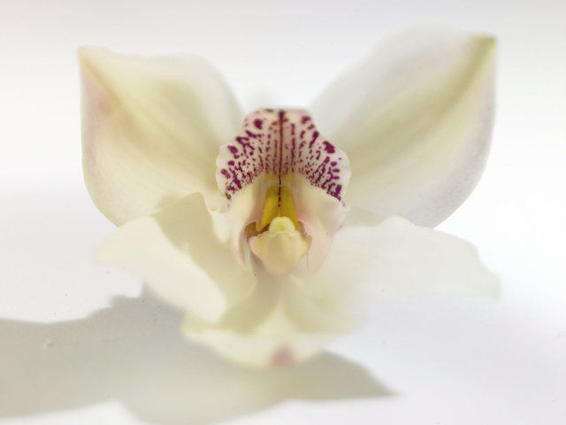 Orchid_01.jpg