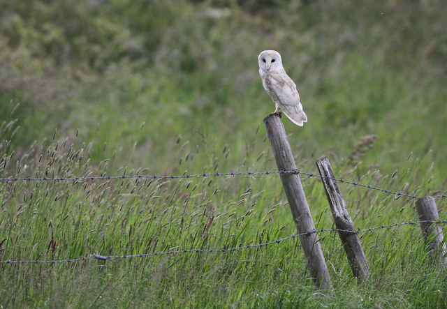Barn Owl