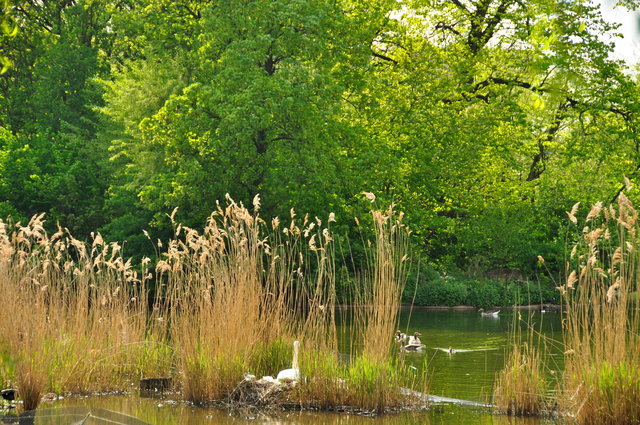 London, St James Park - mai 2013